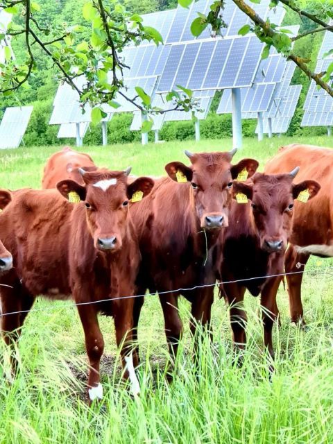 Rinder bei Solarpaneelen